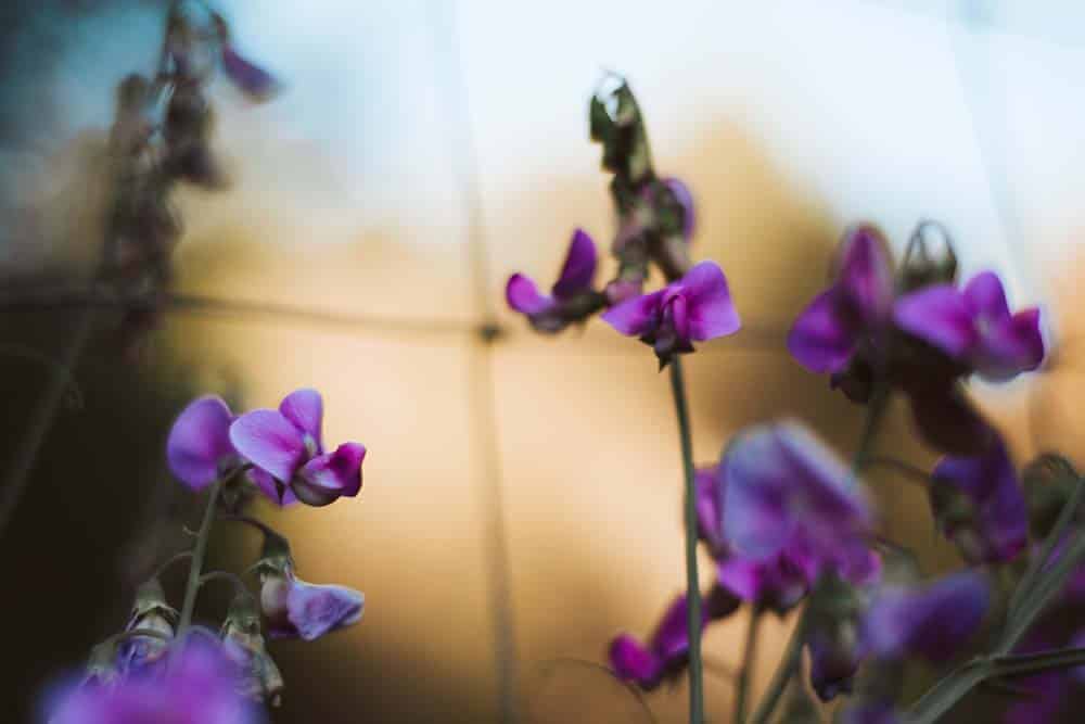 emerald triangle farm stay purple flowers